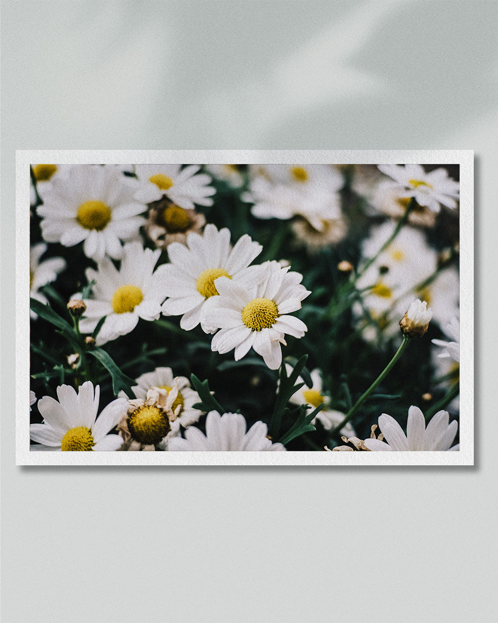 2022 No. 2 Fine Art Print