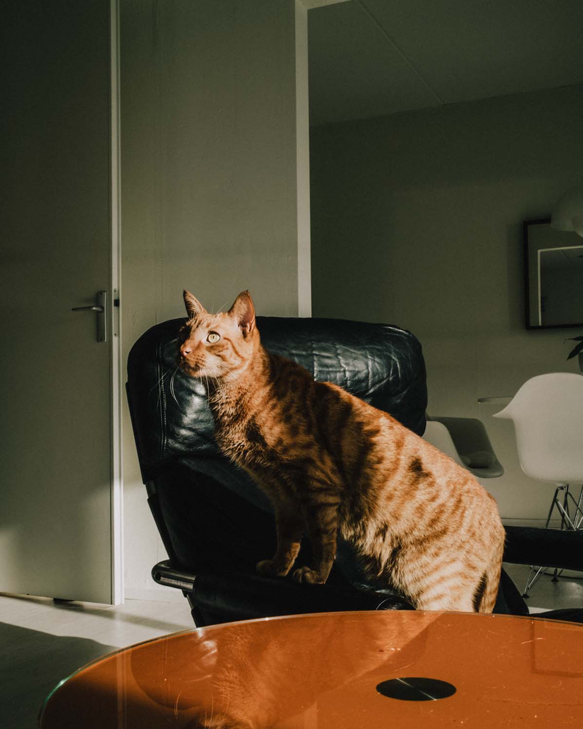 Pet Photography