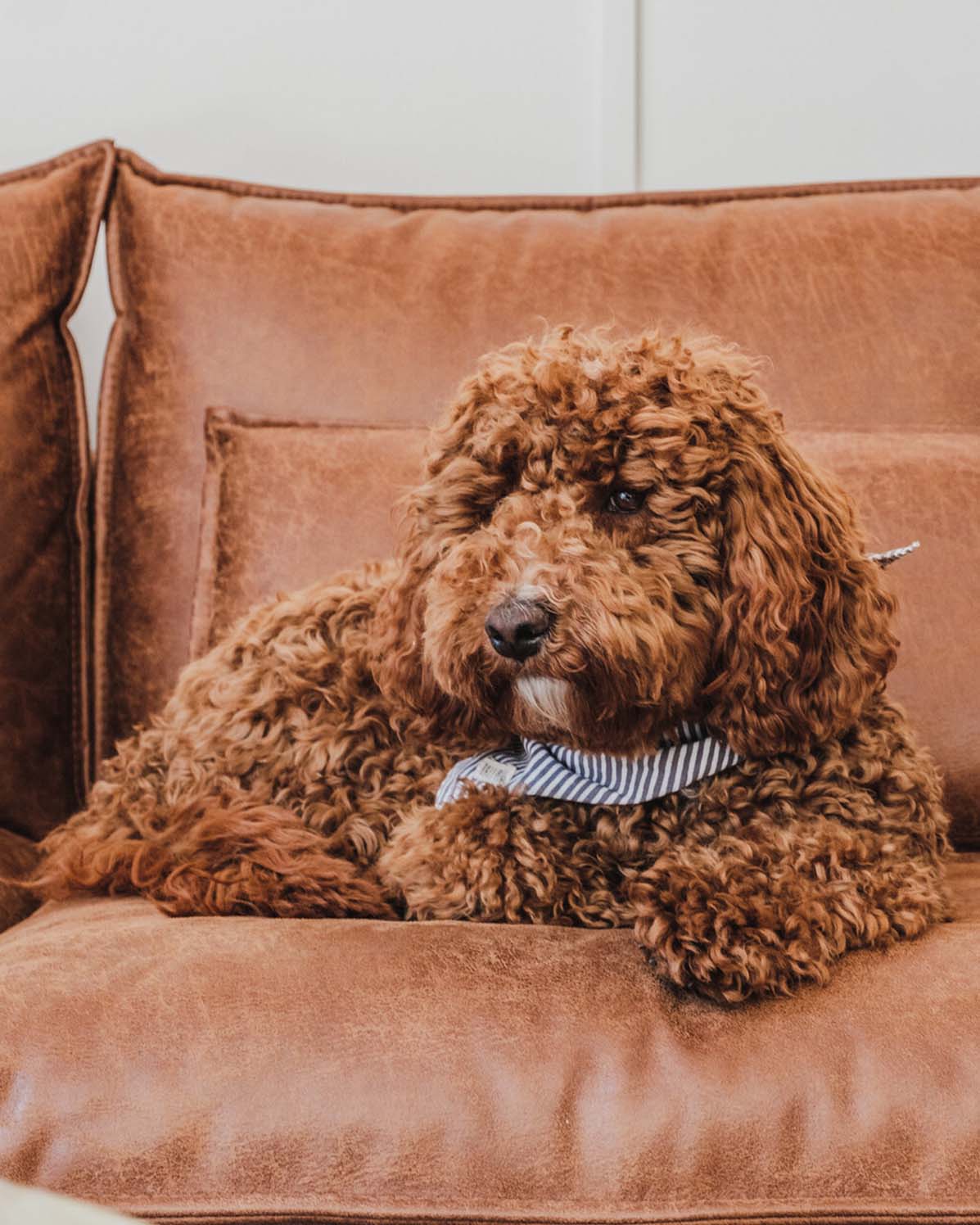 Pet Photography