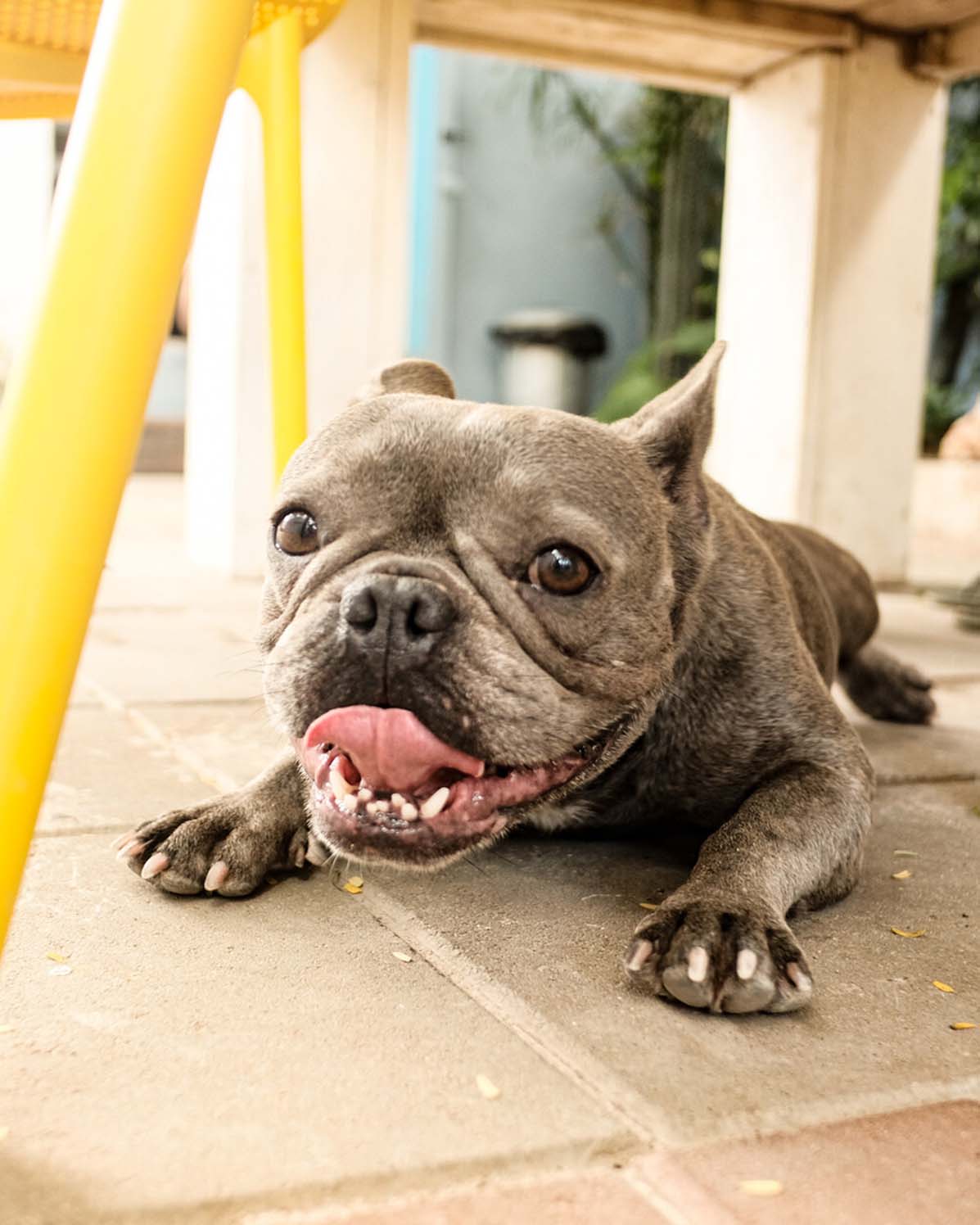 Pet Photography