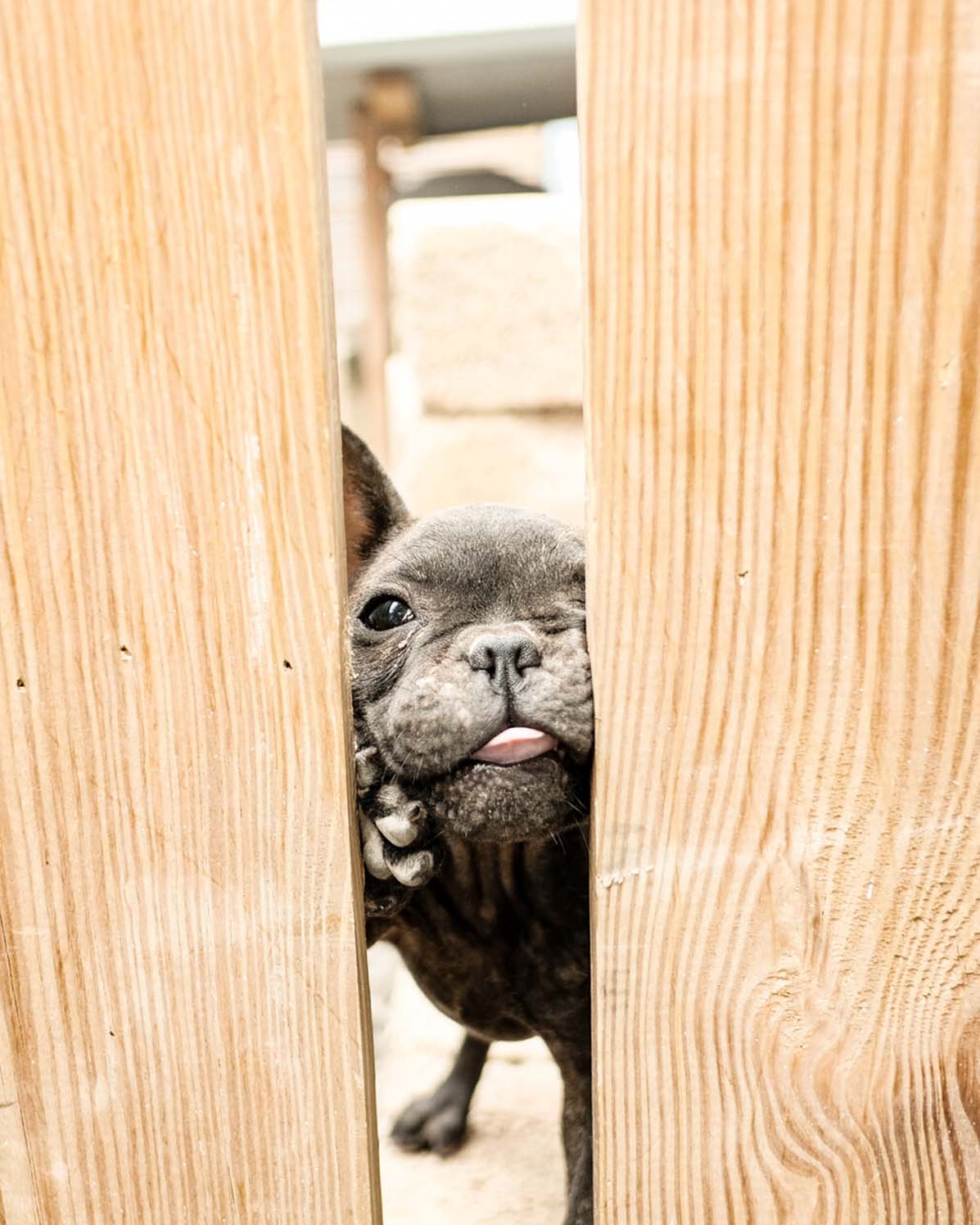 Pet Photography