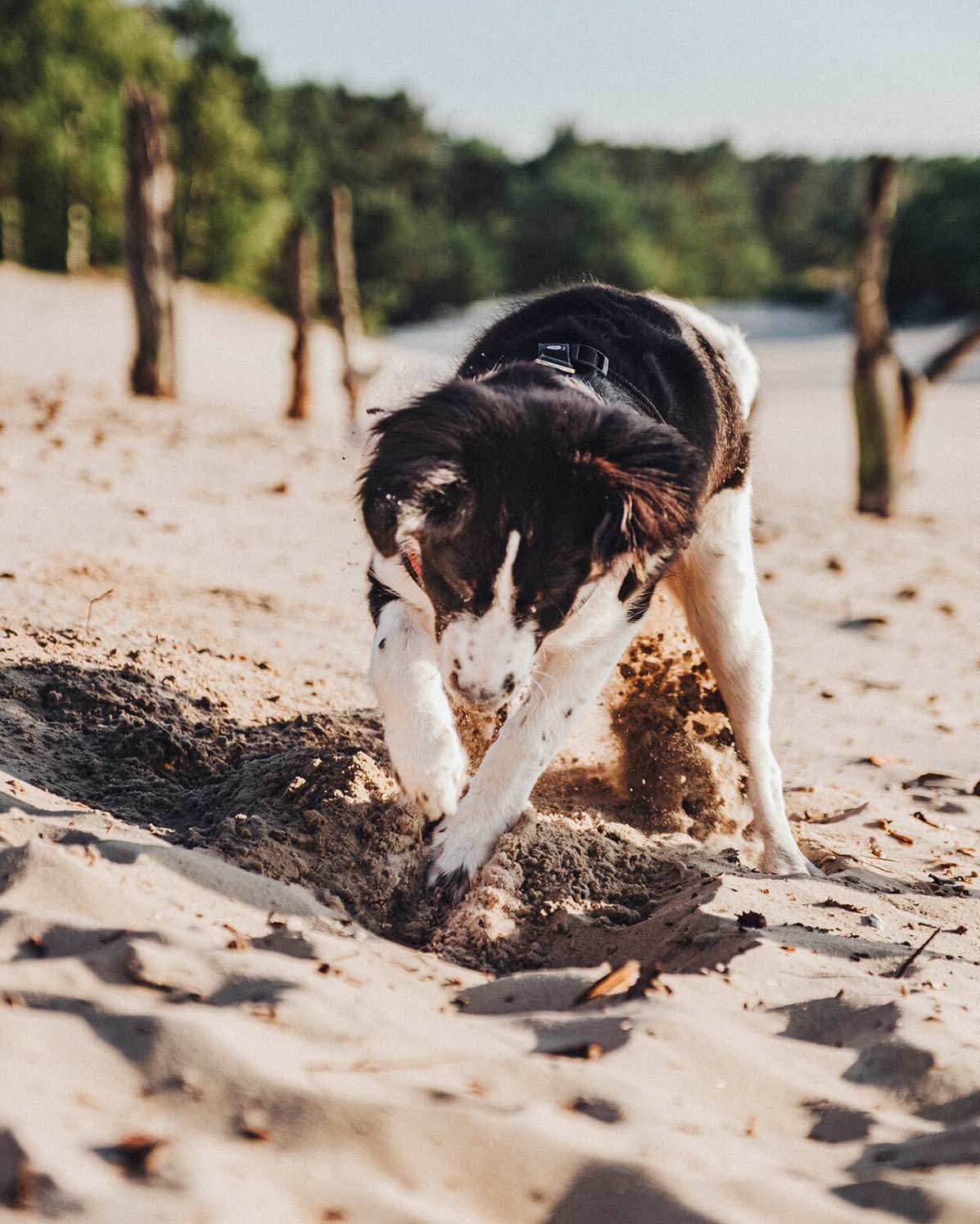 Pet Photography