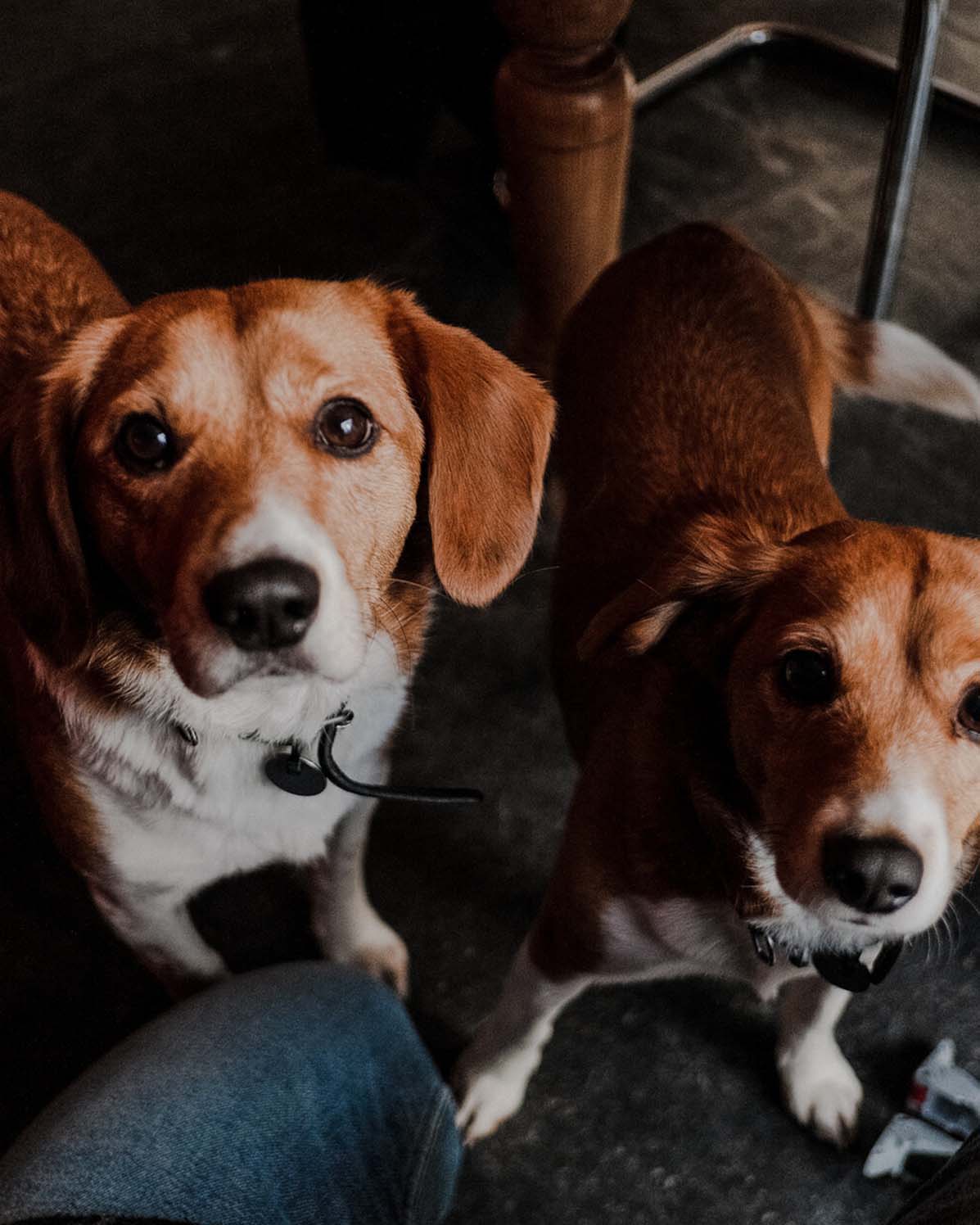 Pet Photography