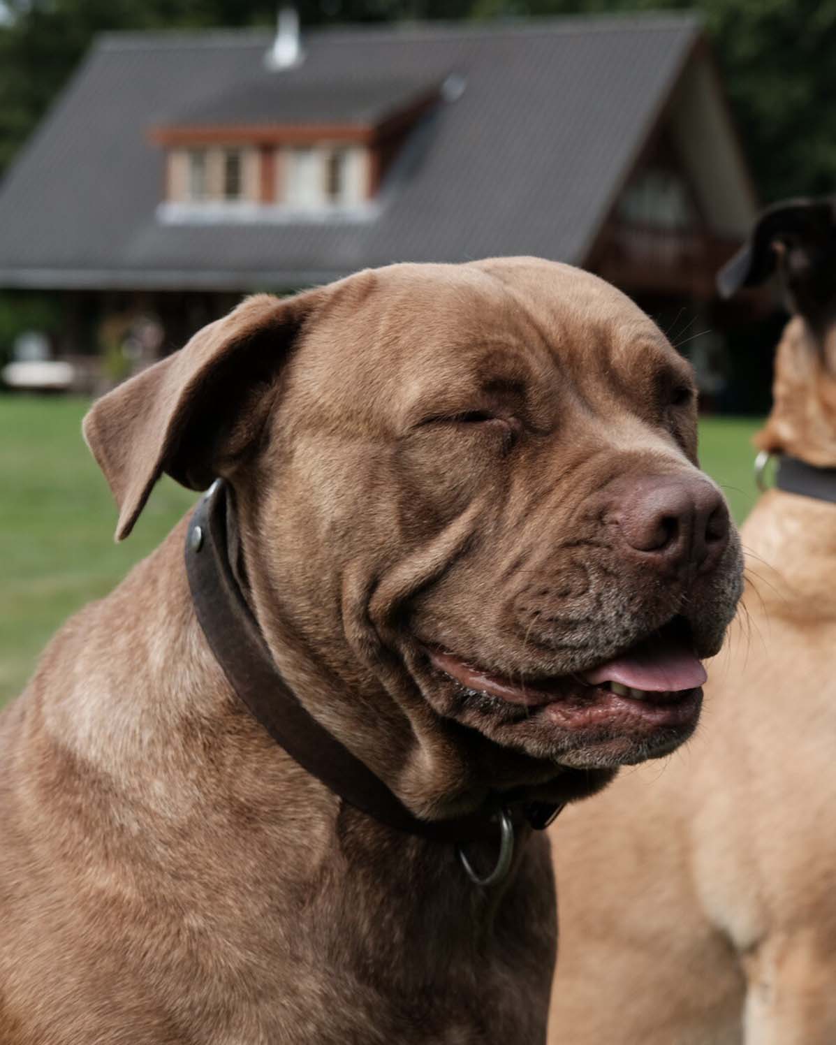 Pet Photography