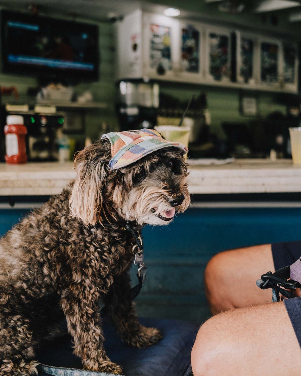 Pet Photography