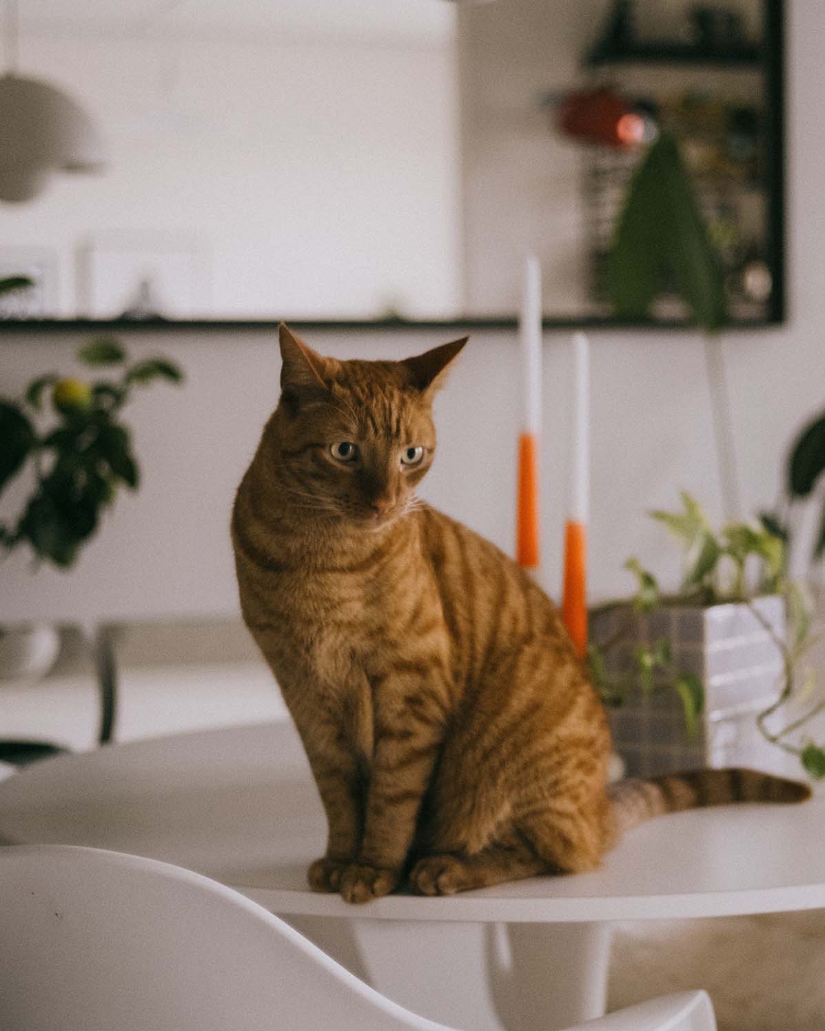 Pet Photography