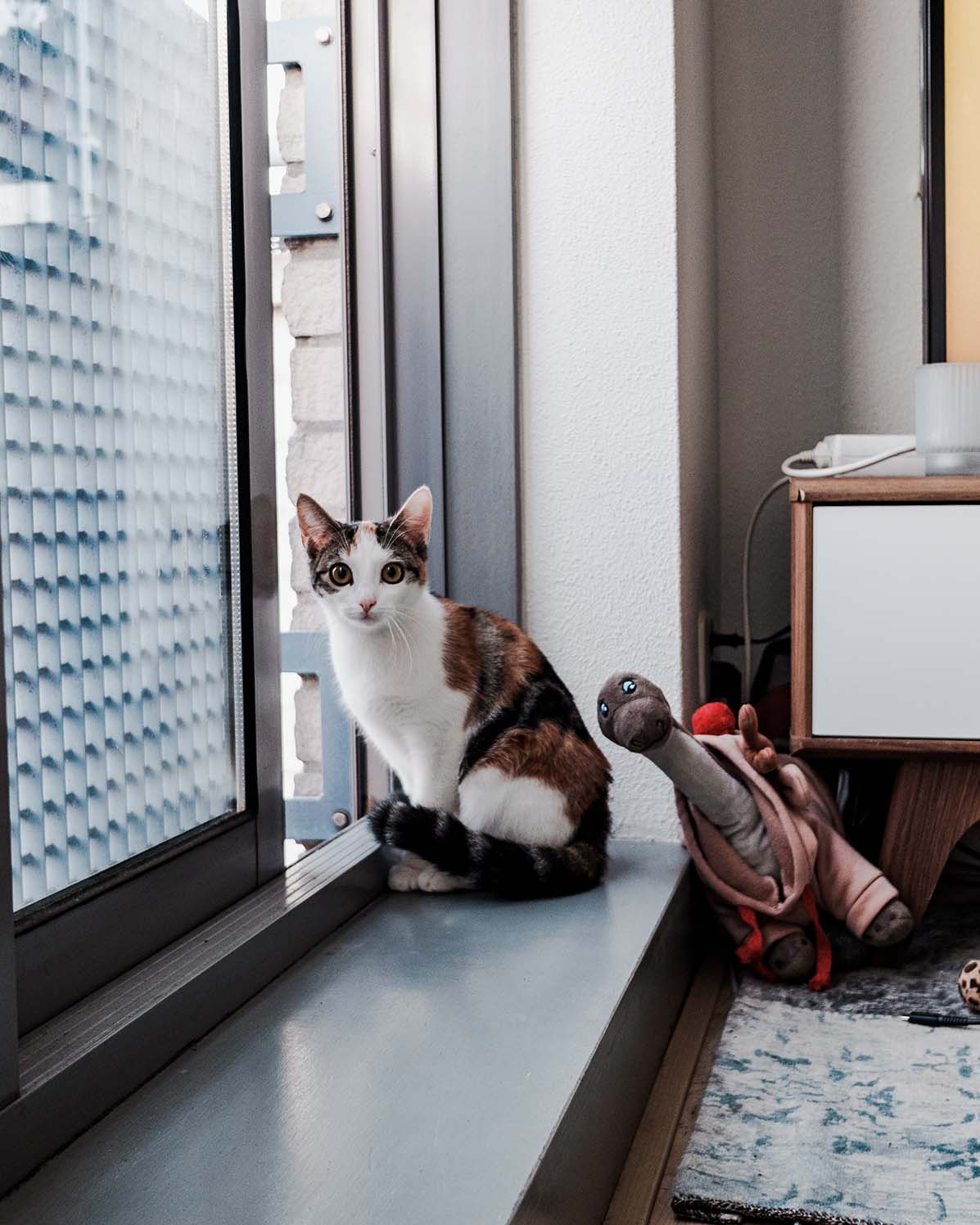 Pet Photography
