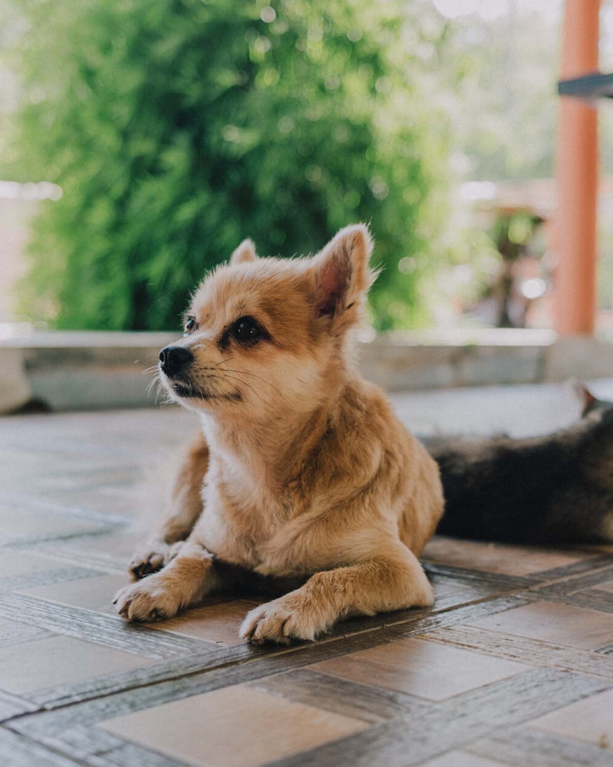 Pet Photography