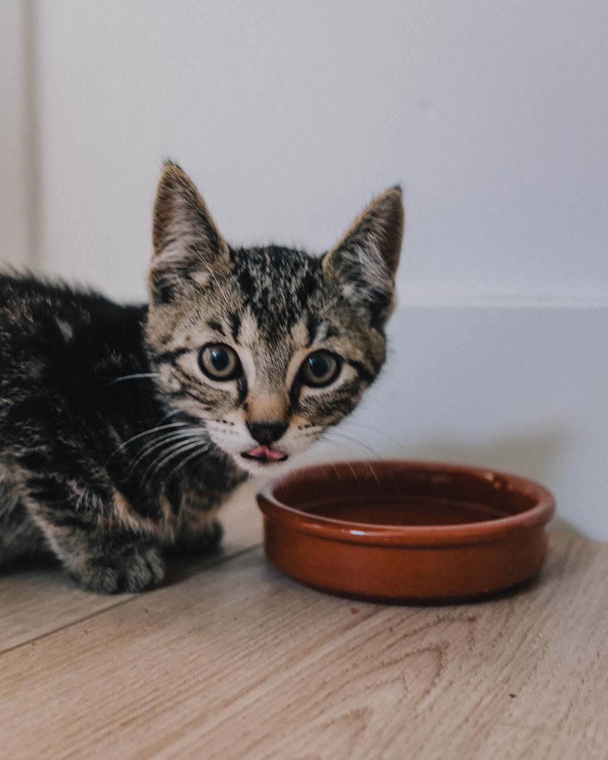 Pet Photography