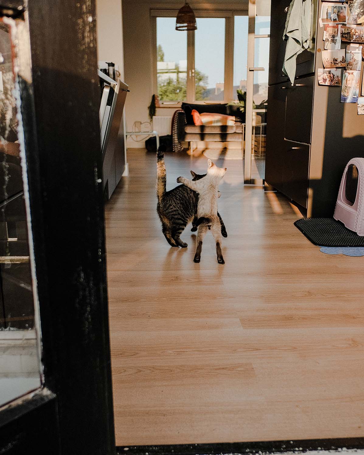 Pet Photography