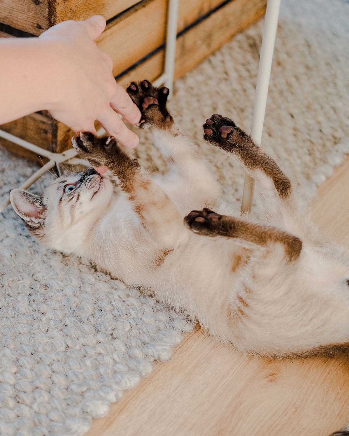 Pet Photography