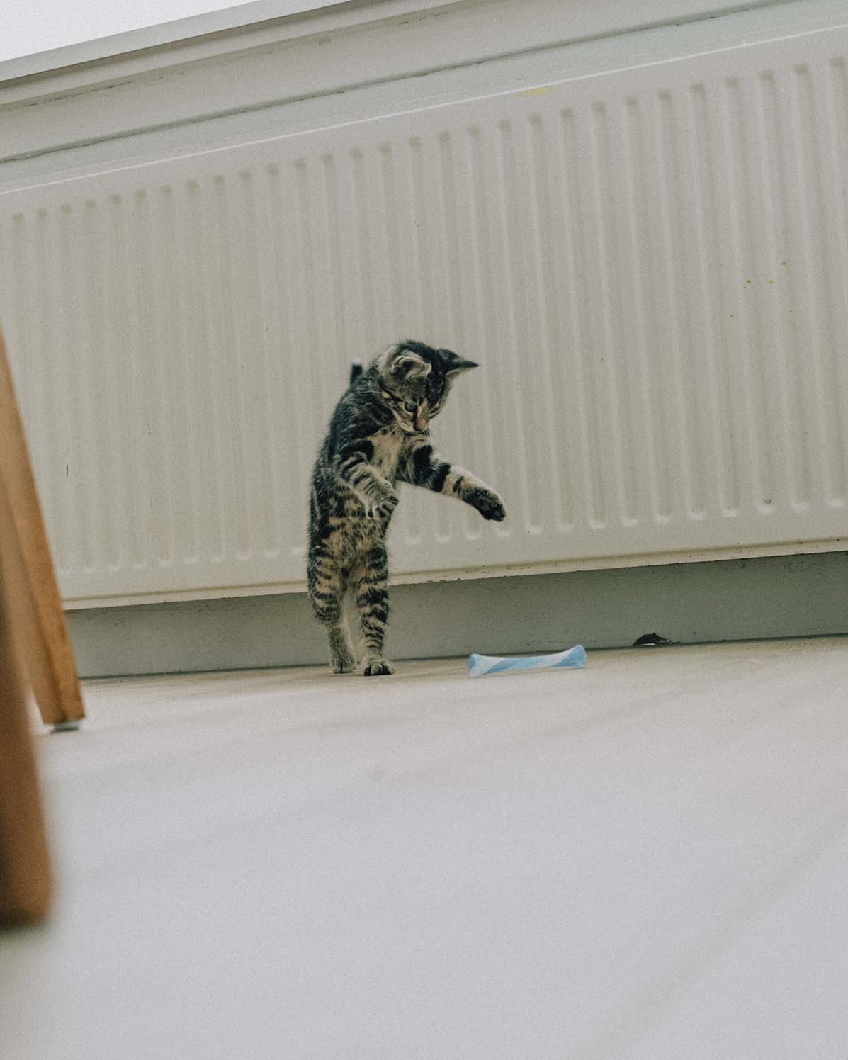 Pet Photography