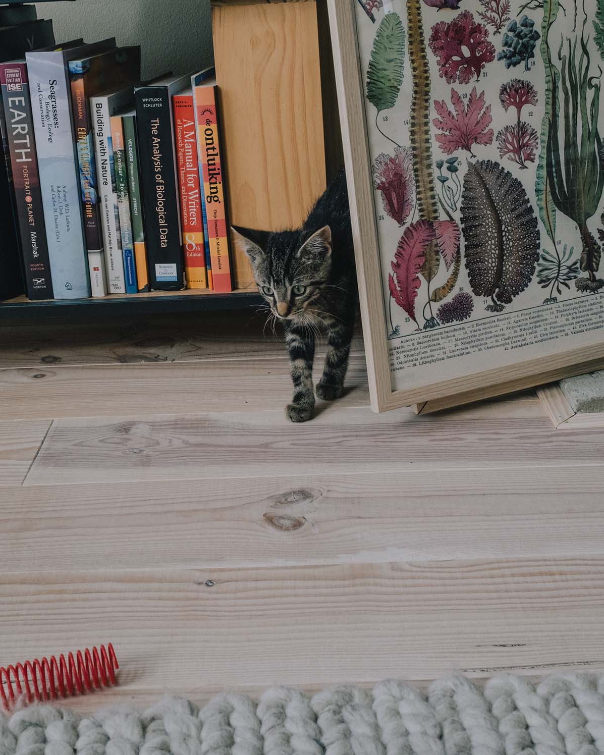 Pet Photography