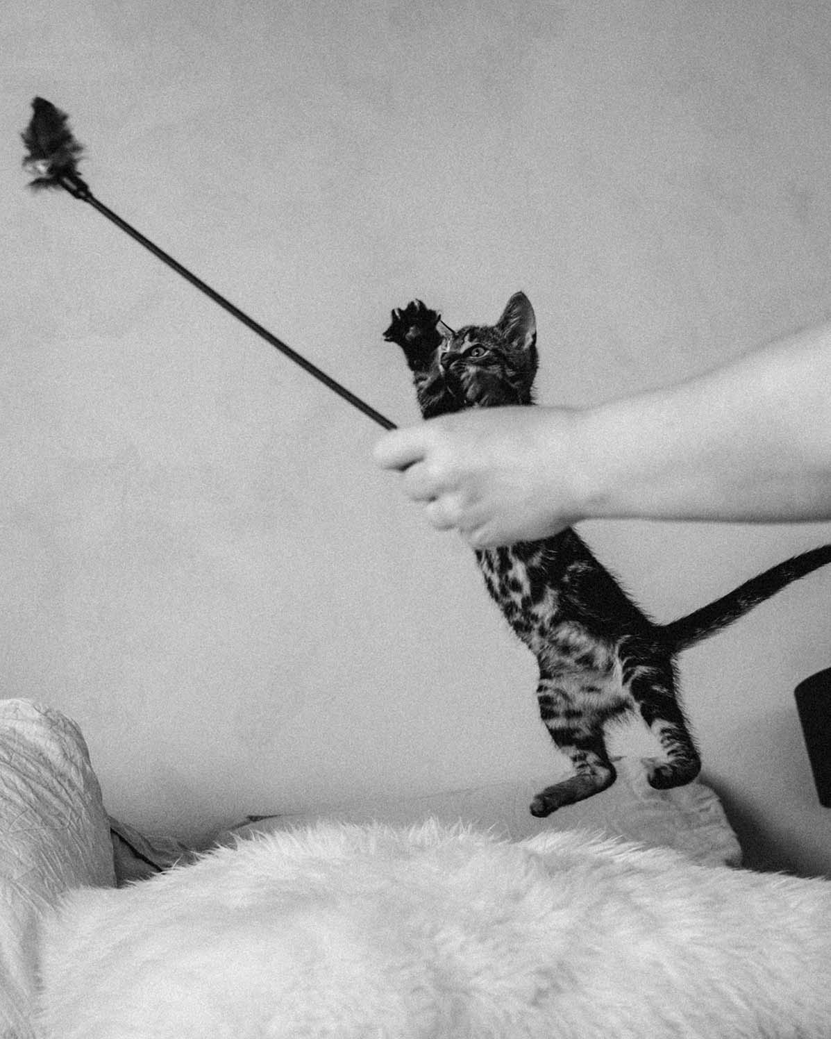 Pet Photography