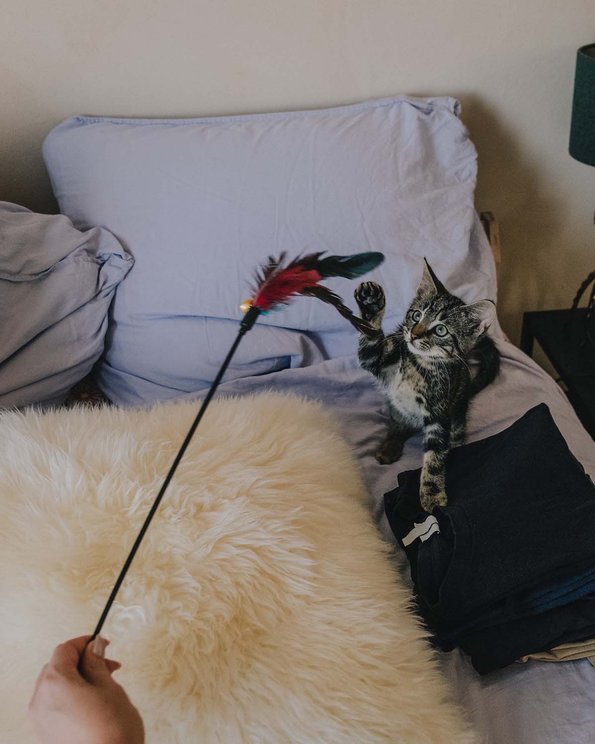 Pet Photography