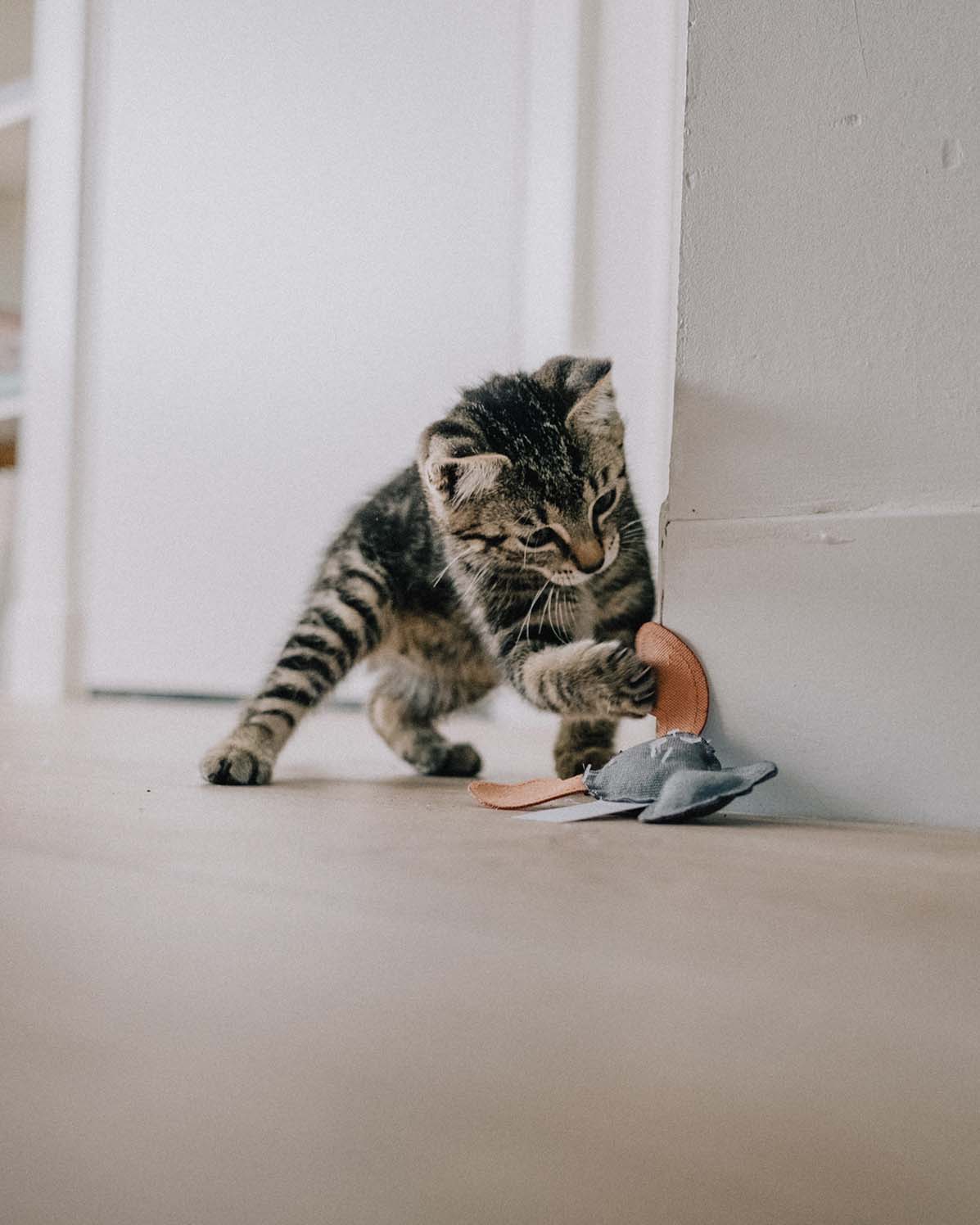 Pet Photography