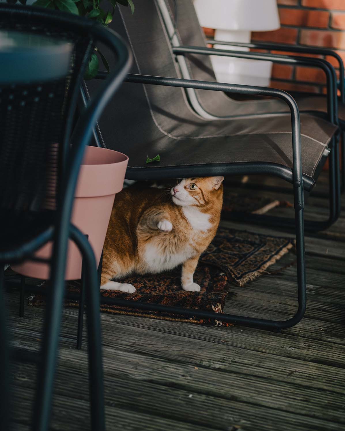 Pet Photography