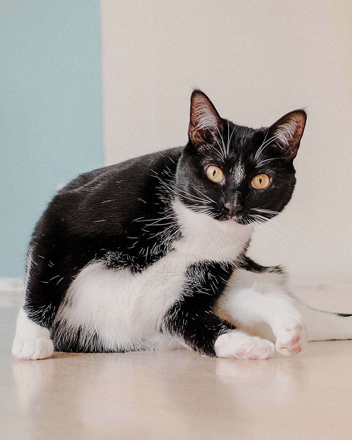Pet Photography