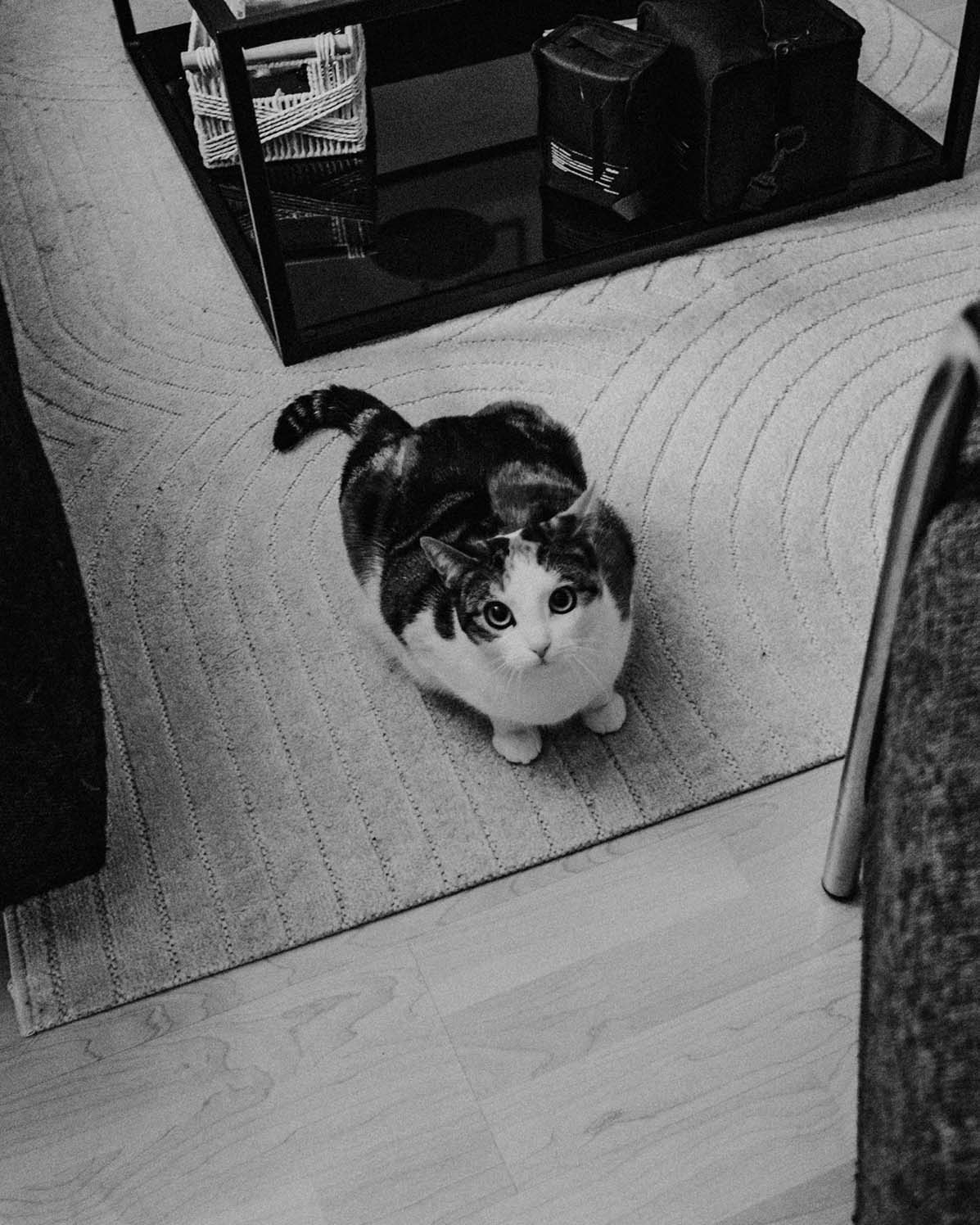 Pet Photography