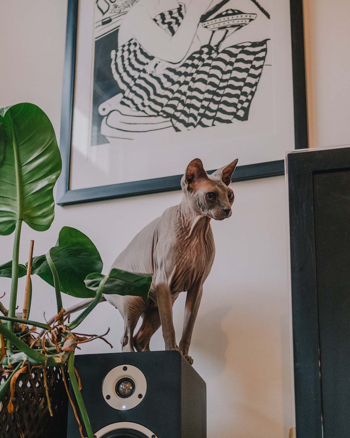Pet Photography