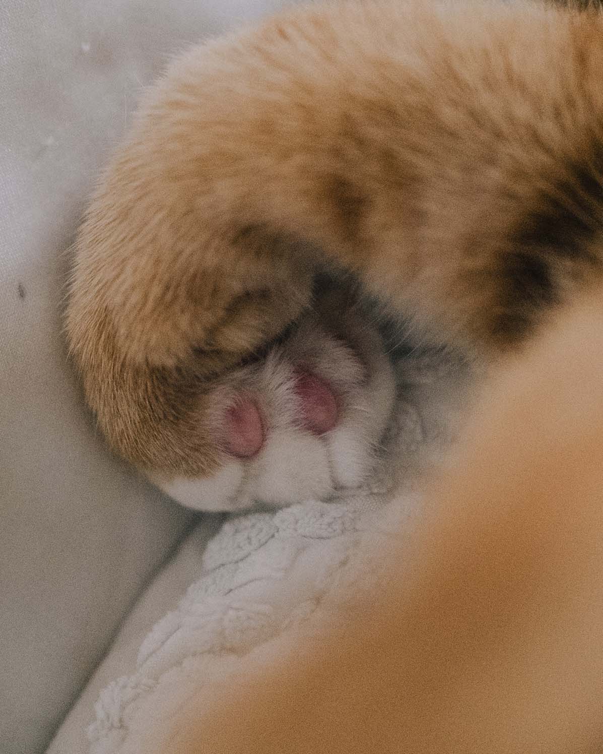 Pet Photography