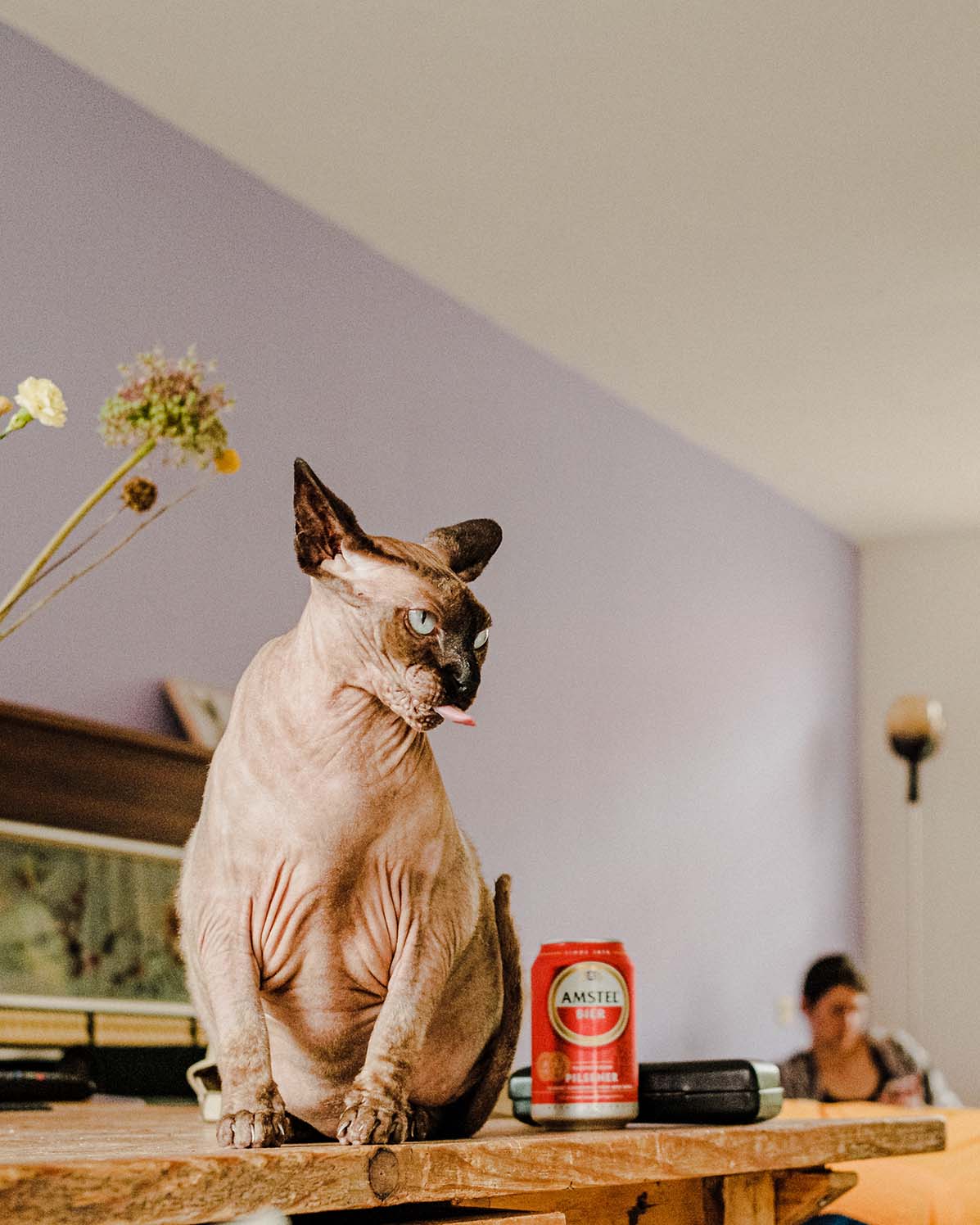 Pet Photography