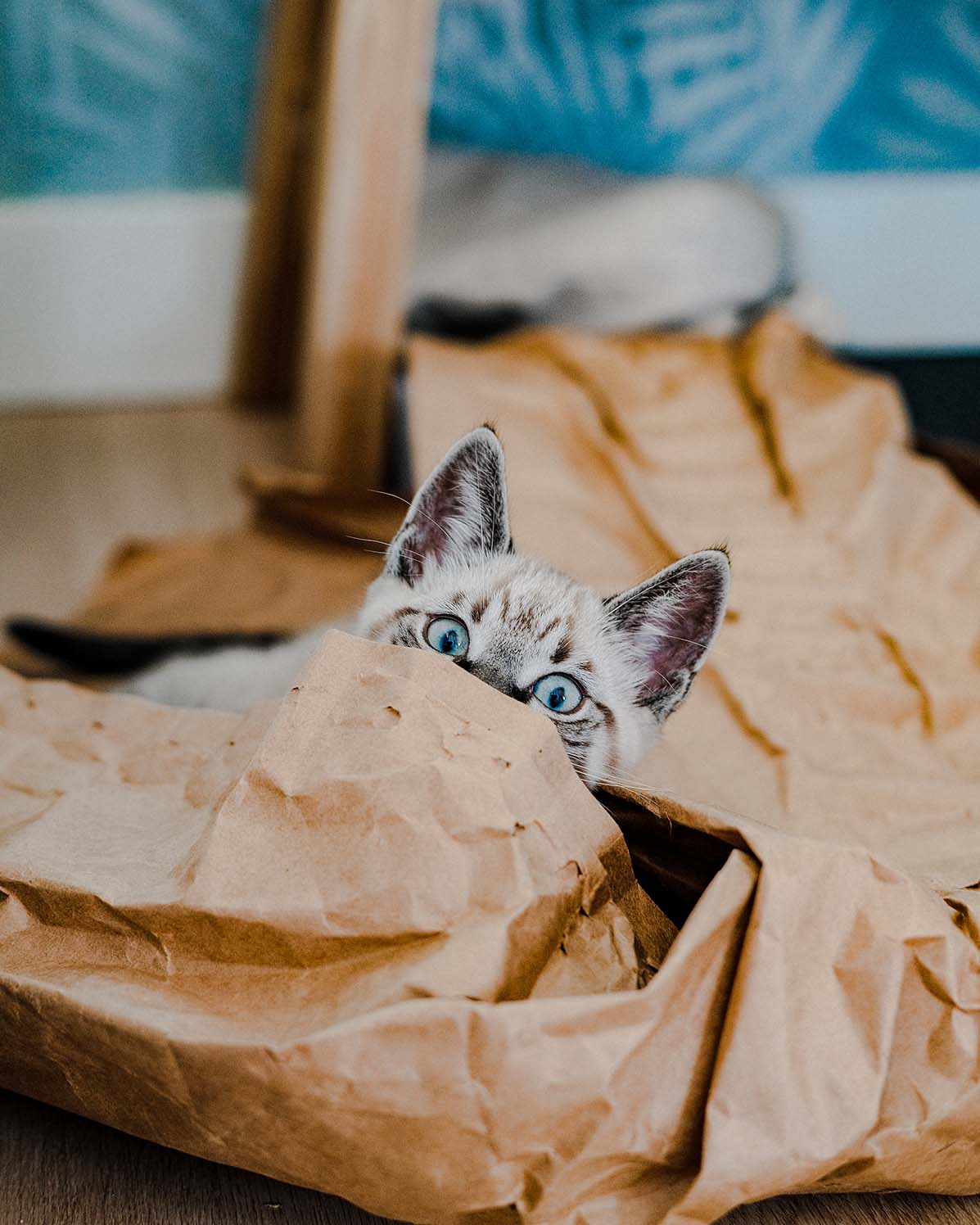 Pet Photography