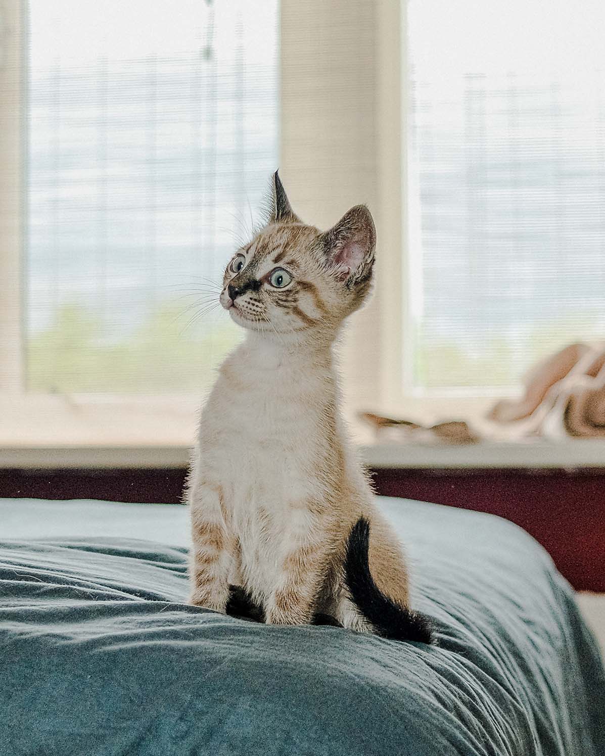 Pet Photography