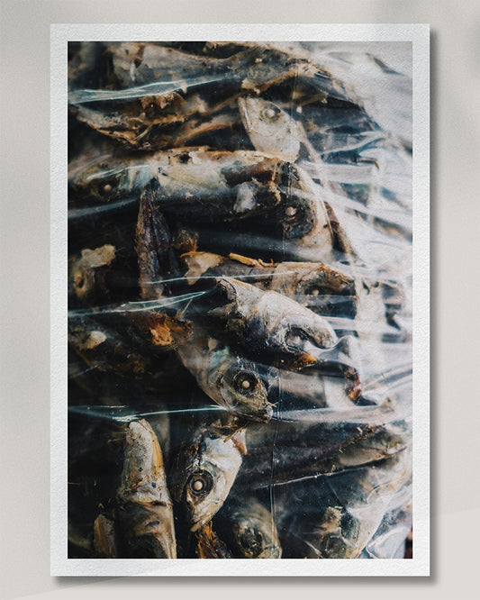 Framed presentation of fish displayed behind a translucent layer in Phuket