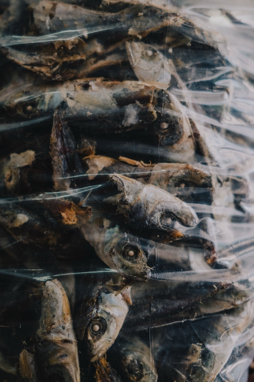 fish displayed behind a translucent layer in Phuket, photographed by Mitchel Lensink